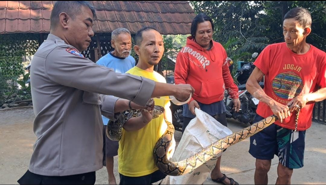 Ular Sanca Masuk Permukiman, Bhabinkamtibas Ajibarang Banyumas Bergerak Cepat Lakukan Evakuasi